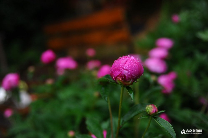 青岛：花季春雨贵如油 雨打花枝景色美