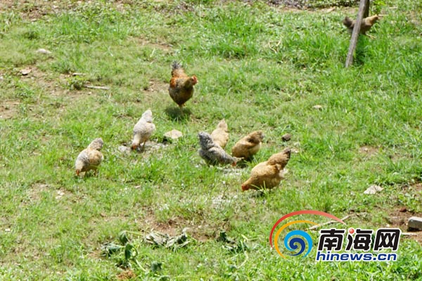 【旅游房产】【即时快讯】儋州南吉村打造黄皮特色乡村游