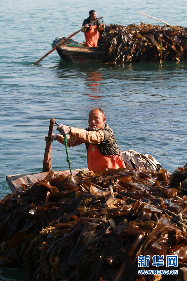 山东荣成：海带收获忙