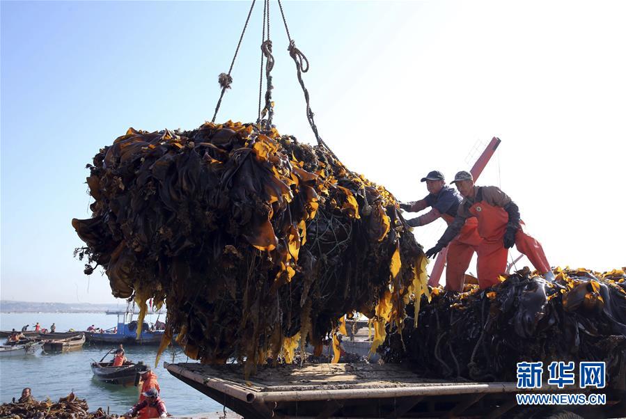 山东荣成：海带收获忙