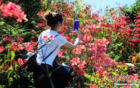 【酉阳】重庆酉阳万亩杜鹃花盛放 吸引众多游客