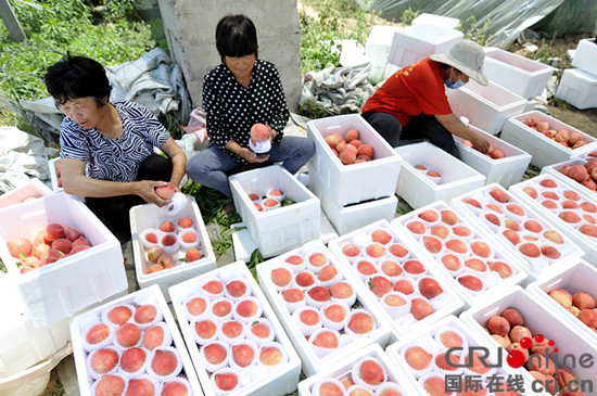 山东临沂郯城“沙拉蜜桃”新鲜上市（组图）