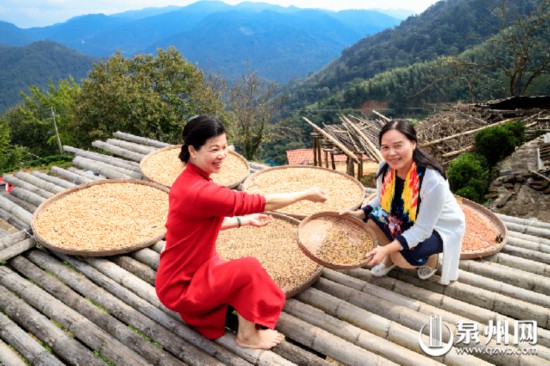 德化丁荣：一树黄叶一树诗 一树“白果”一树情