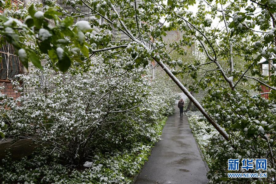 俄罗斯新西伯利亚市五月雪景