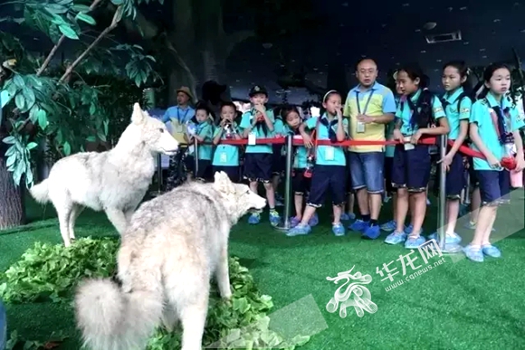 【永川】乐和乐都几十只“动物”集体外出旅行