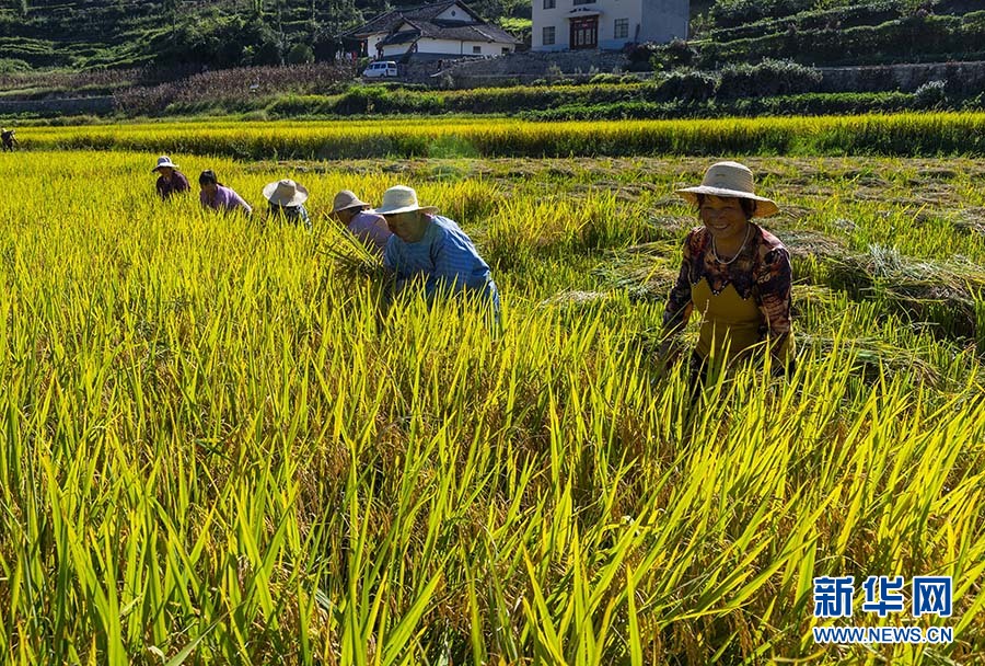 湖北秭归：冷水稻丰收助脱贫