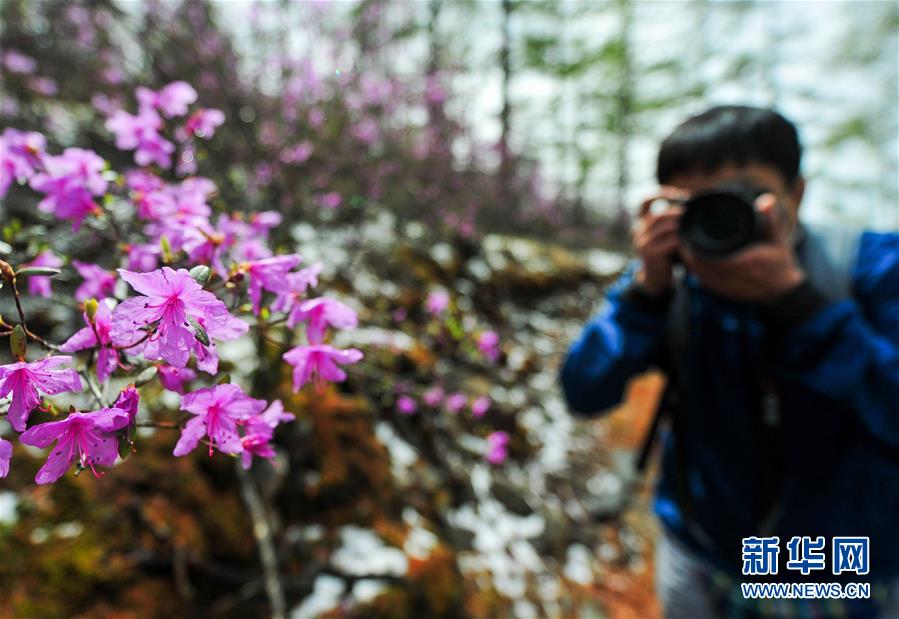 阿尔山杜鹃雪中盛开