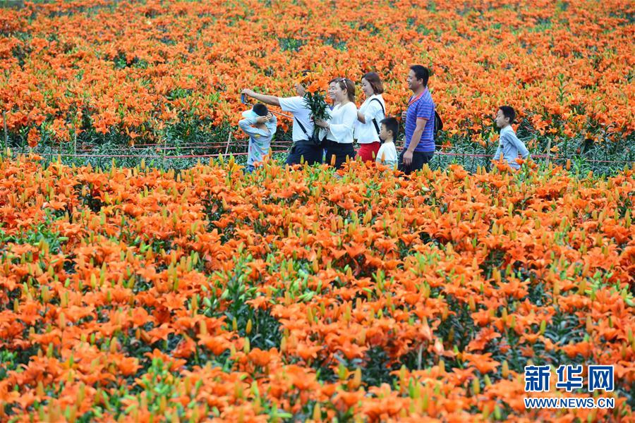 贵州台江：百合花开引客来