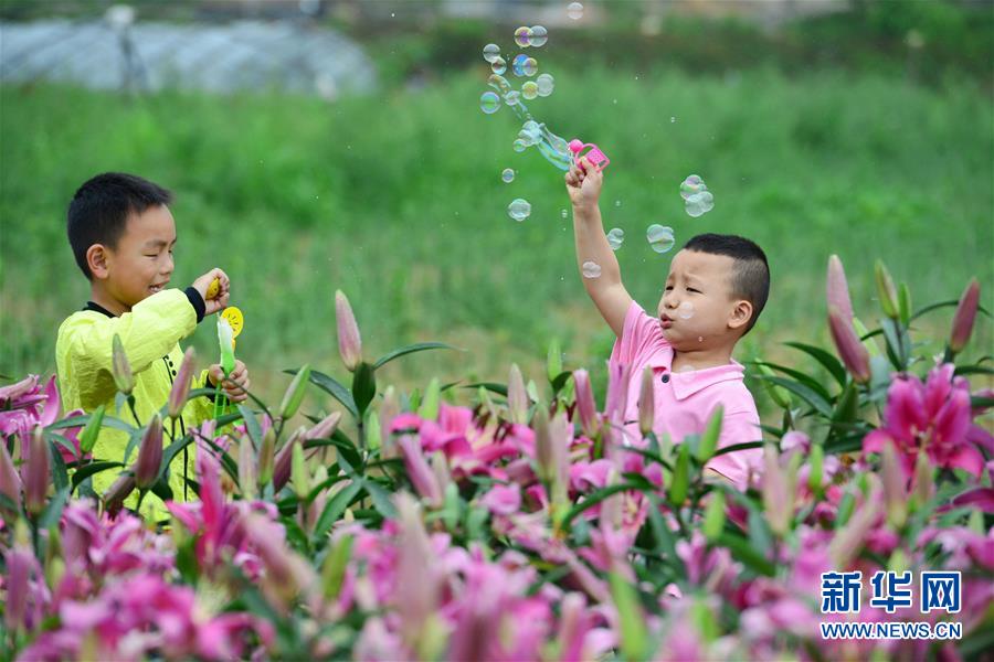 贵州台江：百合花开引客来