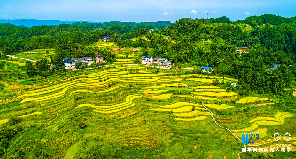 不签【渝情渝景】重庆石滩梯田一派丰收景象