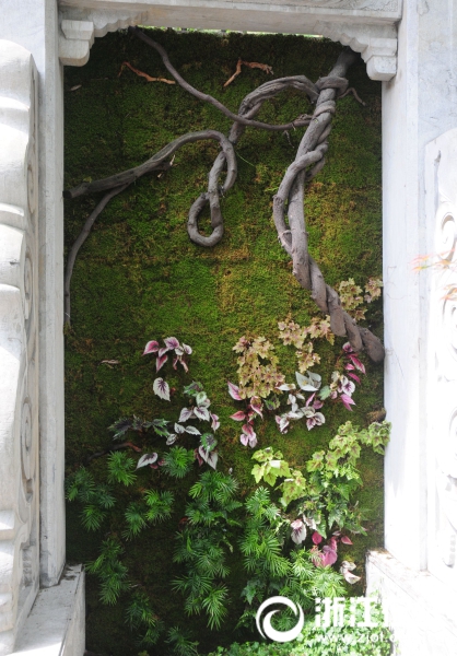 万松书院荫生植物展邀你赏苔藓