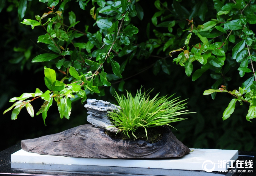 万松书院荫生植物展邀你赏苔藓