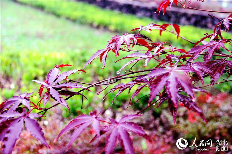 湖北十堰：雨润枫叶韵味浓