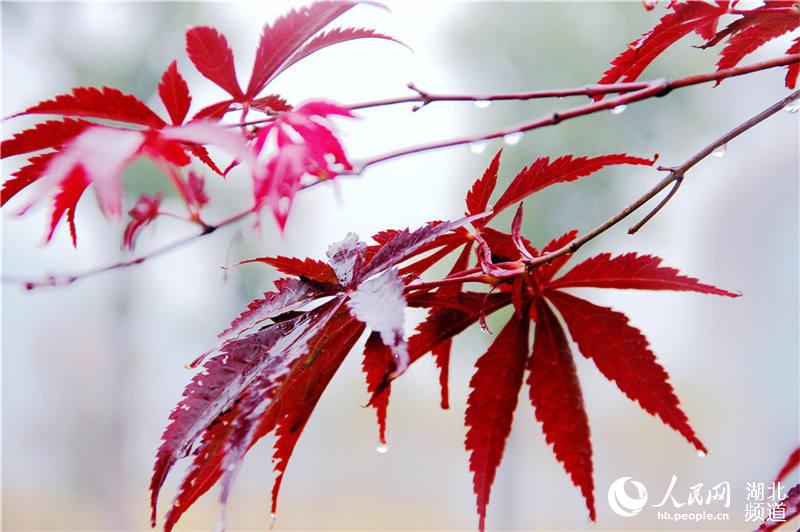 湖北十堰：雨润枫叶韵味浓