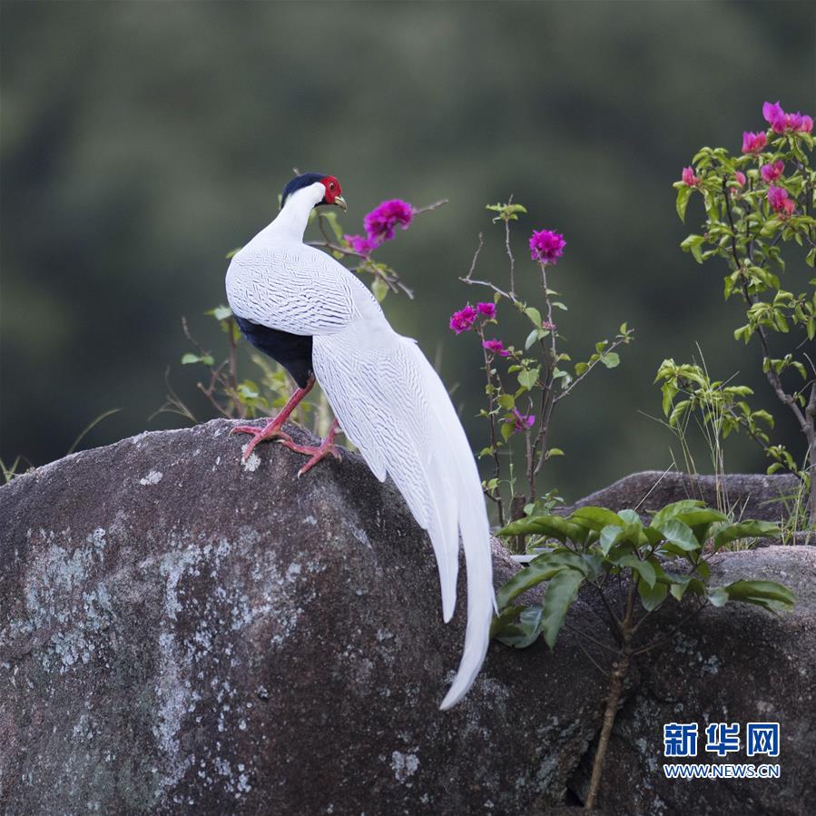 福建省南靖县：白鹇秀美