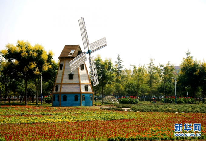 （不签）泾河新城：菊绽秋景盛 归心醉田园