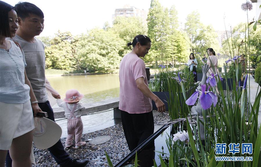 上海：花菖蒲绽放迎夏