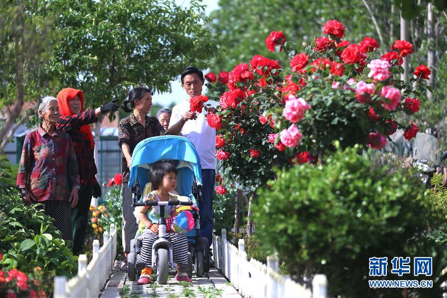 山东即墨：“公益微花园” 村民赏花乐