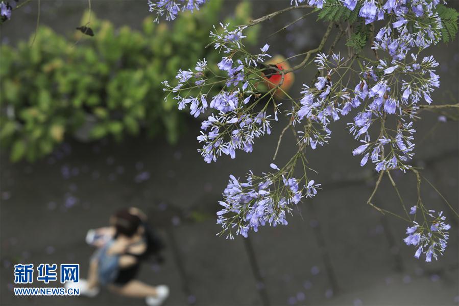 蓝花楹芬芳毕业季