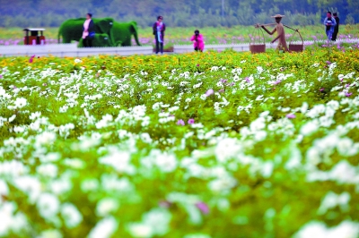 千亩花海绽放京北浅山