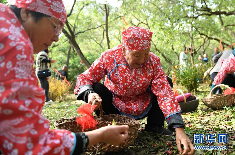 陕西佳县：红枣种出红火新生活