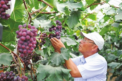 满园葡萄香 甜蜜生活来 ——看灯塔葡萄产业如何实现“三级跳”