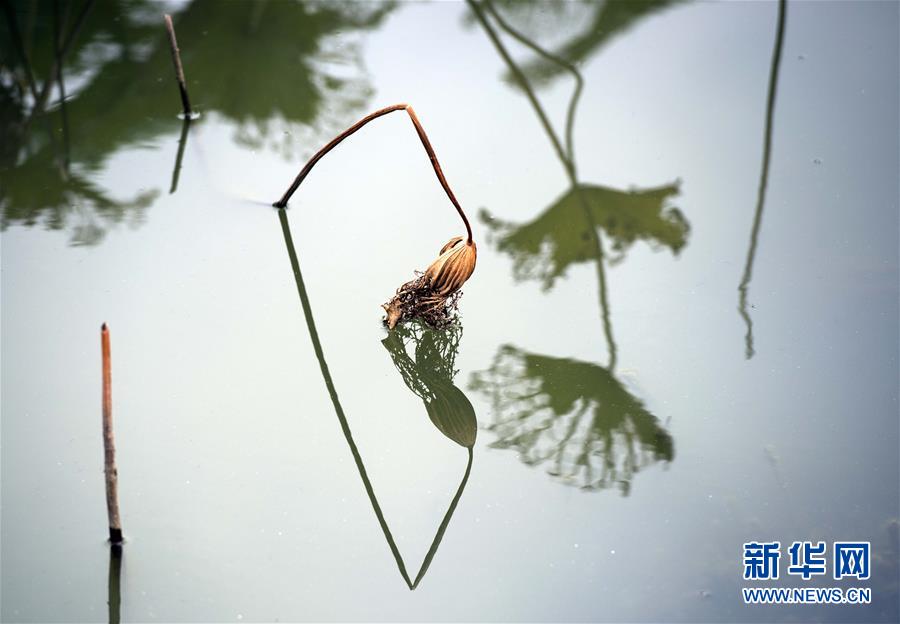 江苏淮安：残荷之美