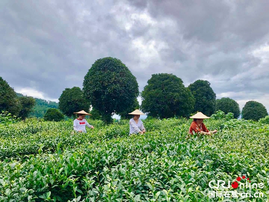 贵州茶农白彩文的脱贫致富“山字经”