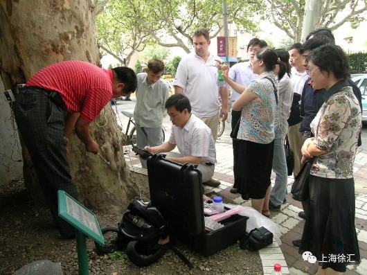 【区县新闻】徐汇推进绿地建设 "望闻问切"呵护大树