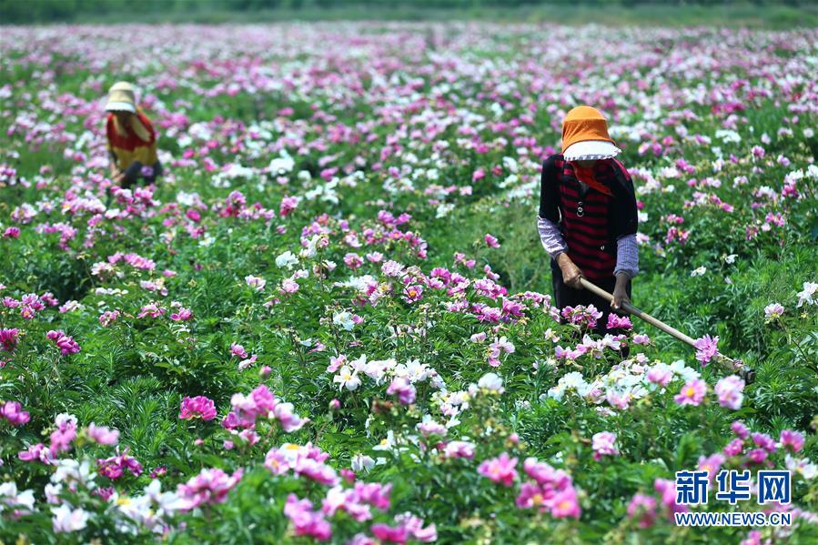 山东即墨：芍药花开醉游人 药材种植富农民