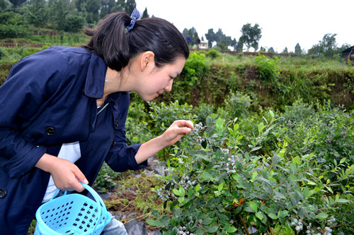 【綦江】綦江区扶欢镇安育村蓝莓基地27号开园 400亩蓝莓等你来摘