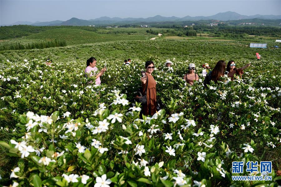 “赏花经济”成为江西绿色产业又一新的经济增长点