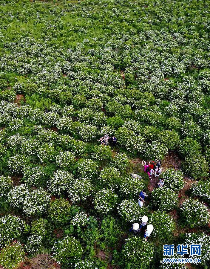 “赏花经济”成为江西绿色产业又一新的经济增长点