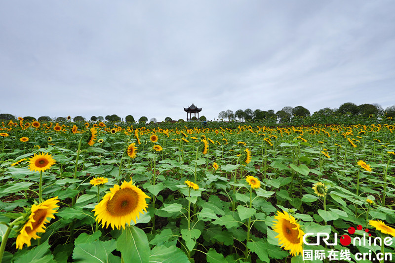 【CRI专稿 列表】重庆梁平各大景区国庆添新景、送福利