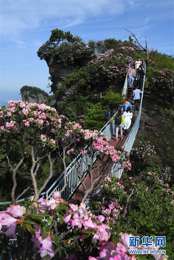 香炉山：高山杜鹃争芳吐艳