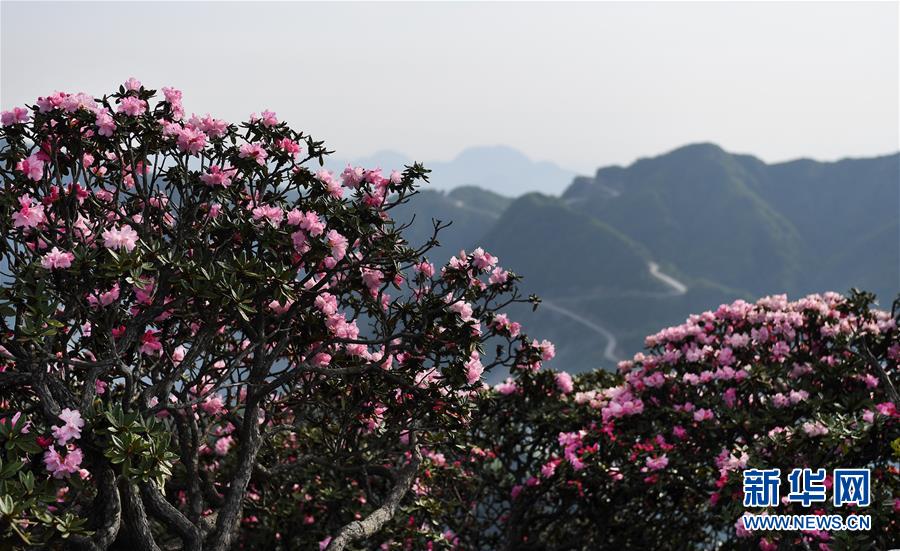 香炉山：高山杜鹃争芳吐艳