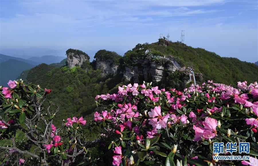 香炉山：高山杜鹃争芳吐艳