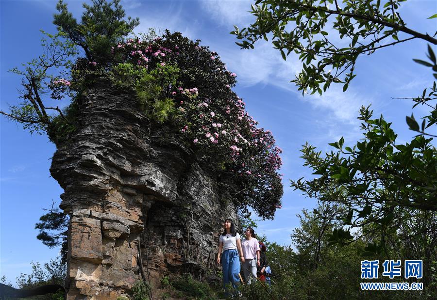 香炉山：高山杜鹃争芳吐艳