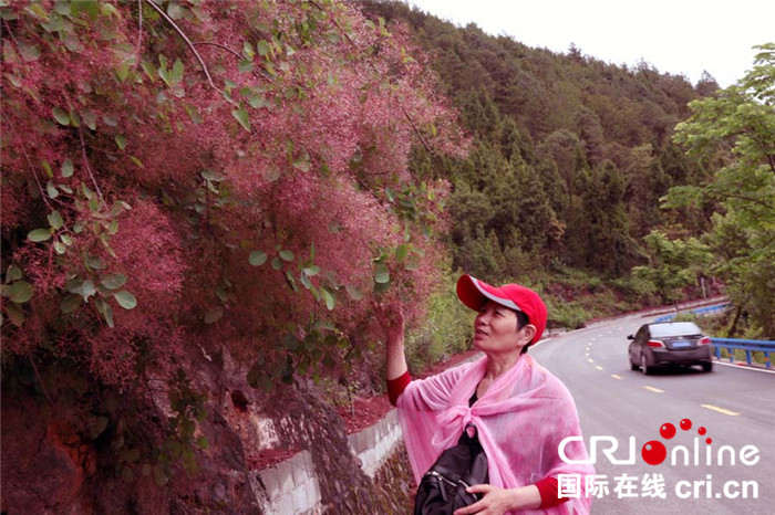 已过审【行游巴渝图文】【巫山】重庆巫山红叶花期成美景