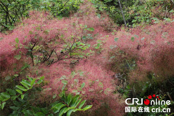 已过审【行游巴渝图文】【巫山】重庆巫山红叶花期成美景