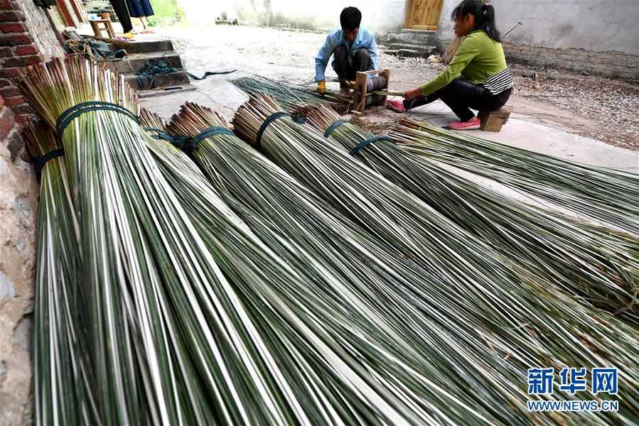 广西柳州：蔺草丰收 助农增收