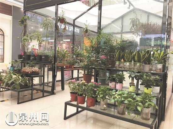 泉州首家无人花店 开业百日一盆未丢