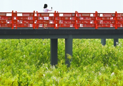 汉口江滩观芦栈道开放 2018年赏芦不必仰首伸脖