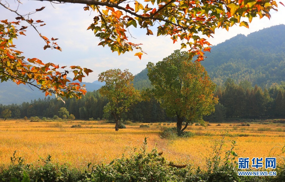 安徽塔川：田园流金