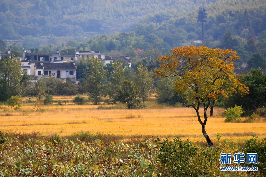 安徽塔川：田园流金