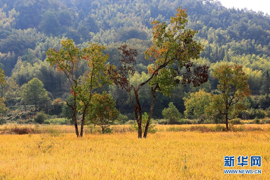 安徽塔川：田园流金