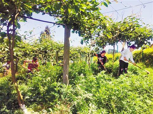 【区县联动】【南川】重庆南川：“三招”让贫困户吃上旅游饭【区县联动】南川：“三招”让贫困户吃上旅游饭