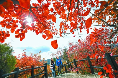 西山永定河15处彩叶观赏点迎客