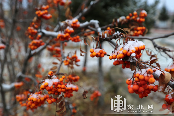 “中国最冷小镇”呼中飘起浪漫雪花