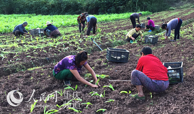 不签【区县联动】【铜梁】天气晴好 3万亩早冬菜抢栽忙